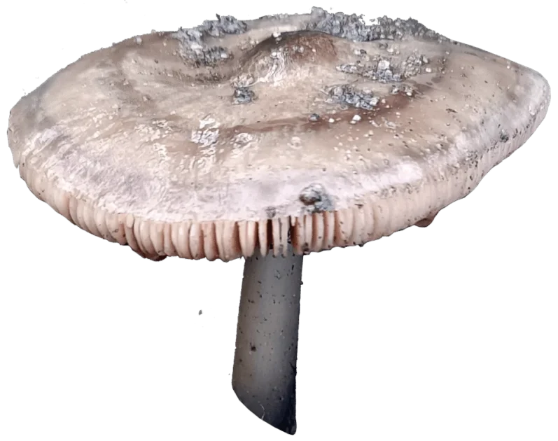 A mushroom